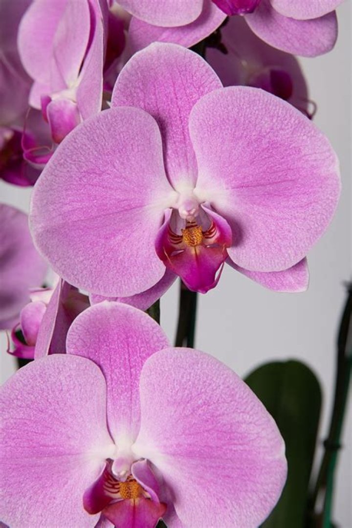 Discoveries And Insights In Nature's Delicate Beauty