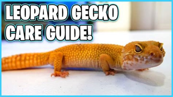 Unlock The Secrets Of Gecko Therapy: Discoveries And Insights