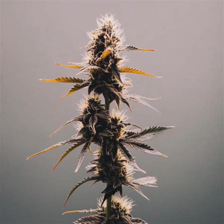 Unveil The Secrets Of Boston Russell: A Cannabis Strain's Journey