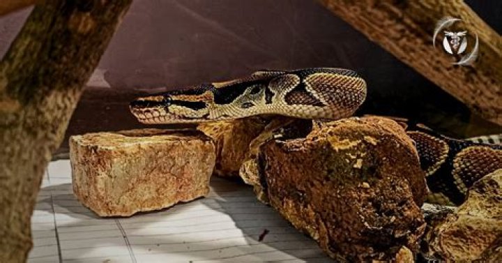 Unveiling Reptile Secrets: Jesse Austin's Herpetological Odyssey