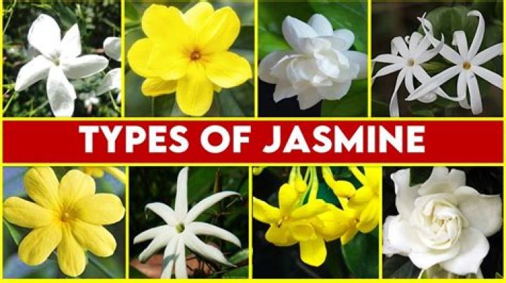 Unveiling The Enigmatic World Of Jasmine Jae: Discoveries And Insights