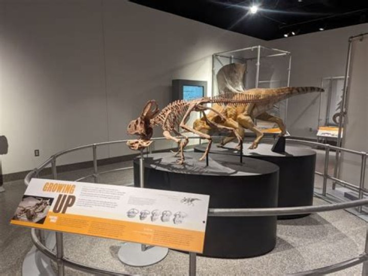 Unveiling The Genius Of Ann Hamilton Cowherd: Discoveries And Insights