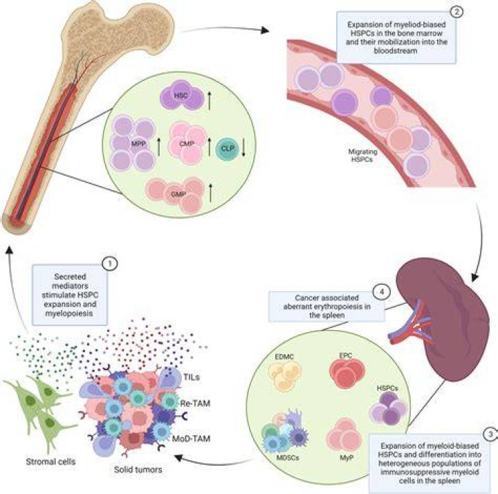 Unveiling The Secrets Of Hematologic Diagnostics: Elyjah Marrow Unveiled